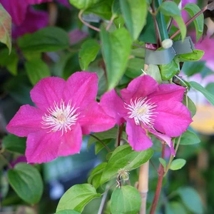 Clematis 'Ernest Markham' - image 2