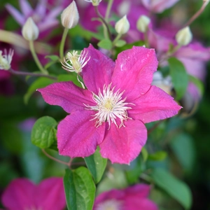 Clematis 'Ernest Markham'