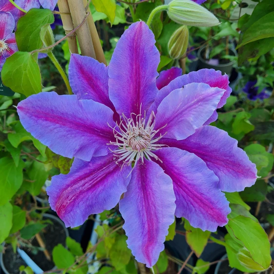 Clematis 'Etoile de Malicorne'