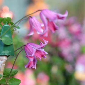 Clematis 'Etoile Rose'
