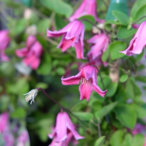 Clematis viticella 'Etoile Rose' - image 2
