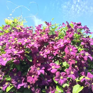 Clematis viticella 'Etoile Violette'
