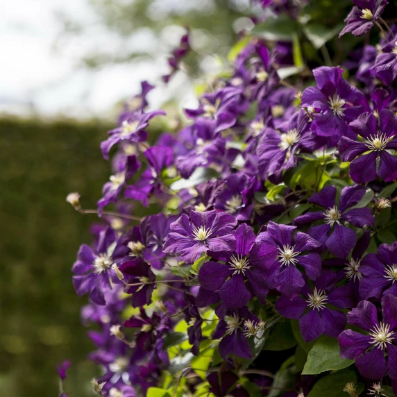 Clematis viticella 'Etoile Violette' - image 1