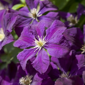 Clematis viticella 'Etoile Violette' - image 2