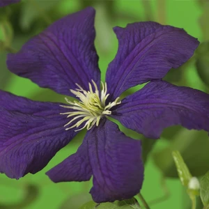 Clematis viticella 'Etoile Violette' - image 2