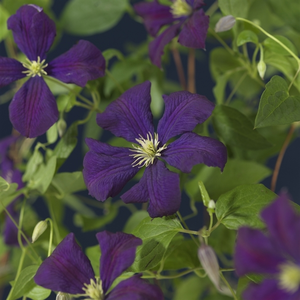 Clematis viticella 'Etoile Violette' - image 1