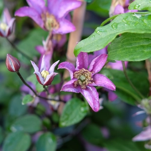 Clematis 'Exciting'