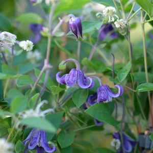 Clematis 'Fascination'