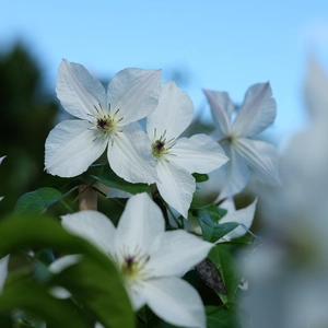 Clematis 'Forever Friends'