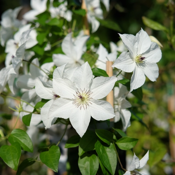 Clematis jackmanii 'Forever Friends' - image 2