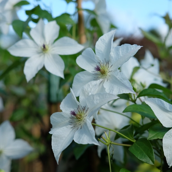 Clematis jackmanii 'Forever Friends' - image 3