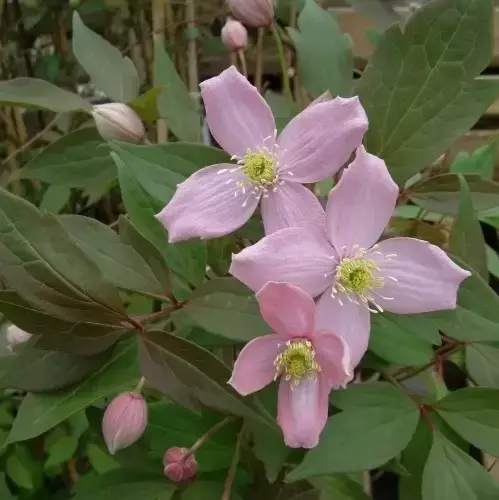 Clematis montana 'Fragrant Spring' 3L - image 1