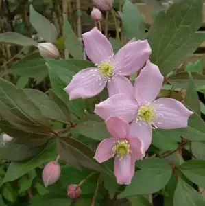 Clematis 'Fragrant Spring'