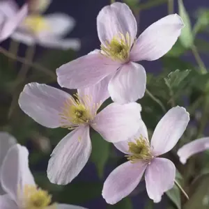 Clematis montana 'Fragrant Spring' 3L - image 2