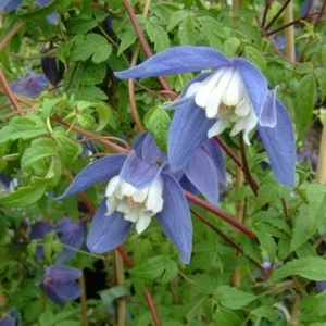 Clematis alpina 'Frances Rivis'