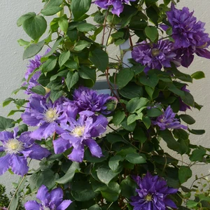 Picture - New Leaf Clematis