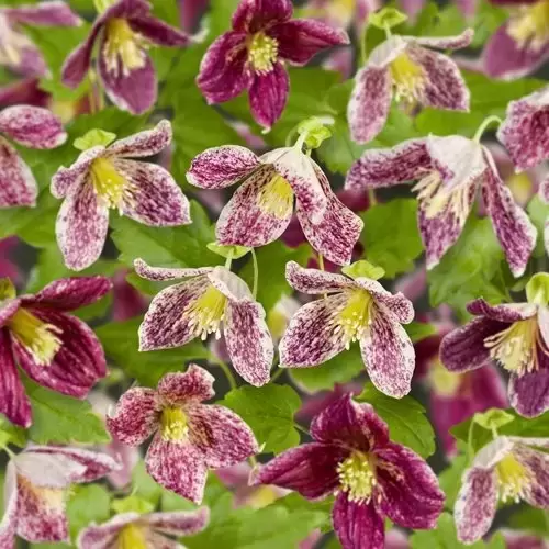 Clematis cirrhosa var. purpurascens 'Freckles'