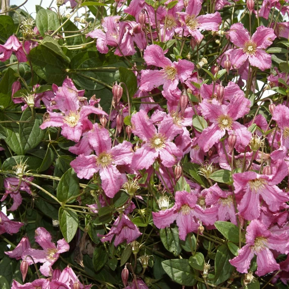 Clematis montana 'Freda'