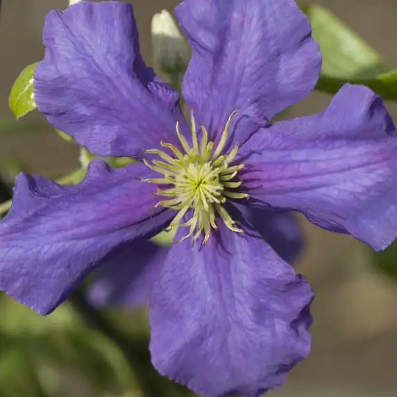Picture - Walter's Gardens Inc.