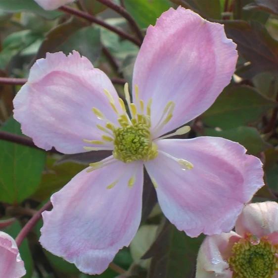 Clematis montana 'Giant Star'