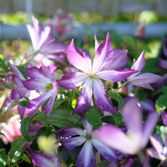 Clematis viticella 'Glorious Cloud' - image 1