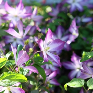 Clematis viticella 'Glorious Cloud' - image 2
