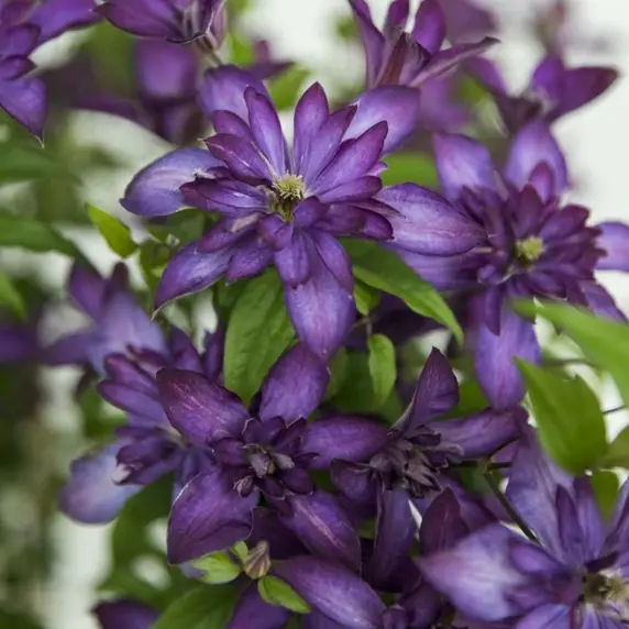 Clematis viticella 'Glorious Day'