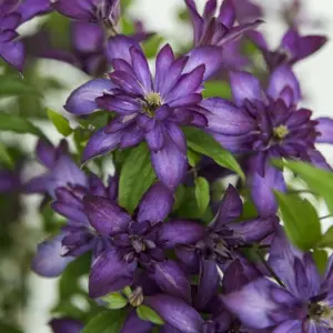 Clematis 'Glorious Day'