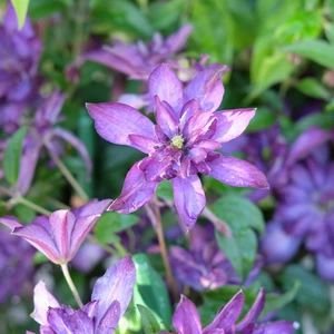 Clematis 'Glorious Day'