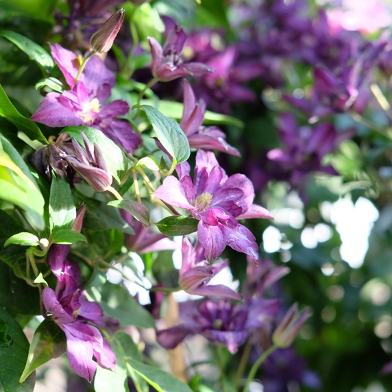 Clematis viticella 'Glorious Day' - image 2