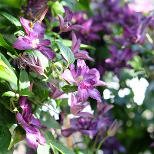 Clematis viticella 'Glorious Day' - image 2