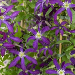 Clematis 'Glorious Night'