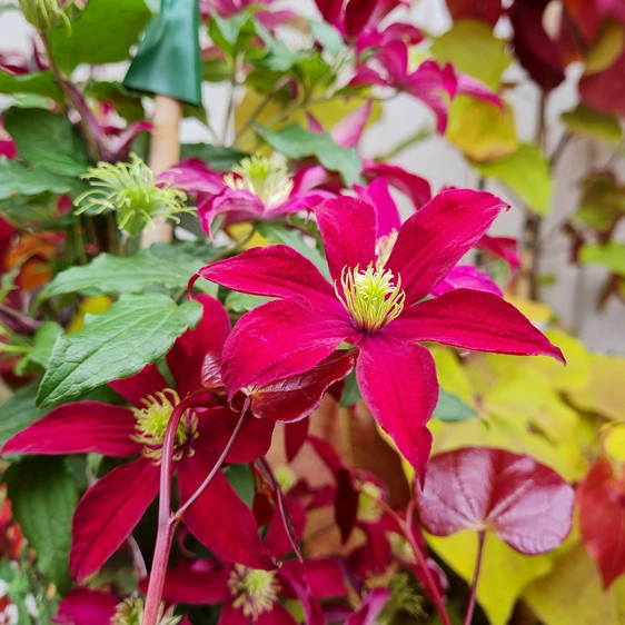 Clematis 'Glorious Red'