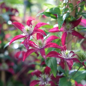 Clematis 'Glorious Red'