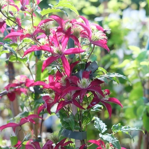 Clematis 'Glorious Red' - image 2