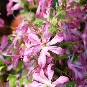 Clematis 'Glorious Surprise'