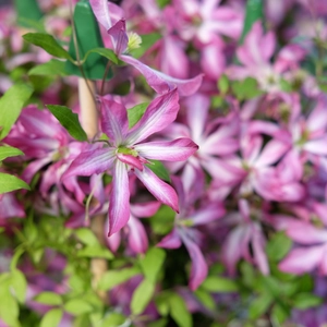 Clematis viticella 'Glorious Surprise' - image 2
