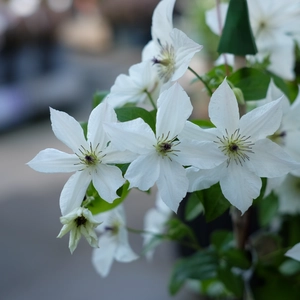 Clematis 'Glorious White'