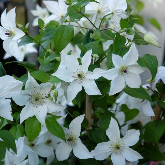 Clematis viticella 'Glorious White' - image 2