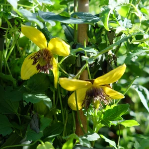 Clematis 'Golden Tiara'