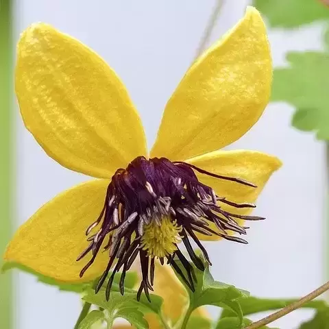 Clematis tangutica 'Golden Tiara'