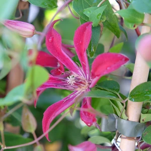 Clematis 'Gravetye Beauty'