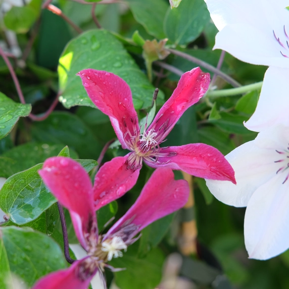 Clematis texensis 'Gravetye Beauty' - image 2