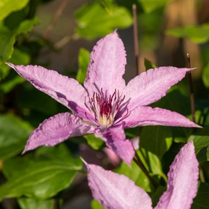 Clematis 'Hagley Hybrid'
