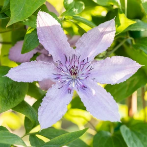 Clematis 'Hagley Hybrid' - image 2