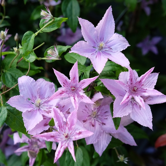 Clematis 'Hagley Hybrid' - image 1