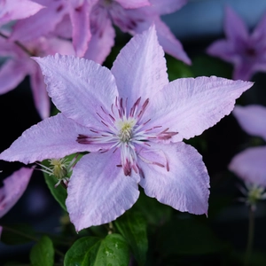 Clematis 'Hagley Hybrid' - image 2