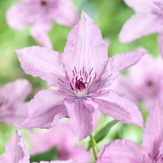 Clematis 'Hagley Hybrid'