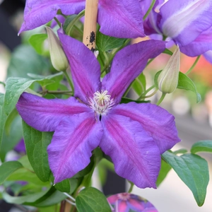 Clematis 'Have Fun'
