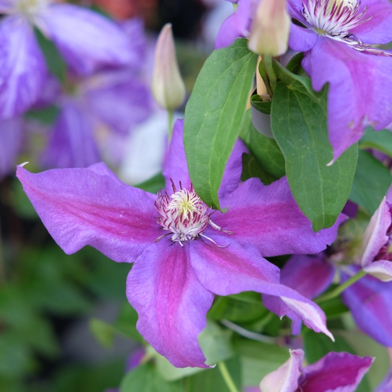 Clematis patens 'Have Fun' - image 2